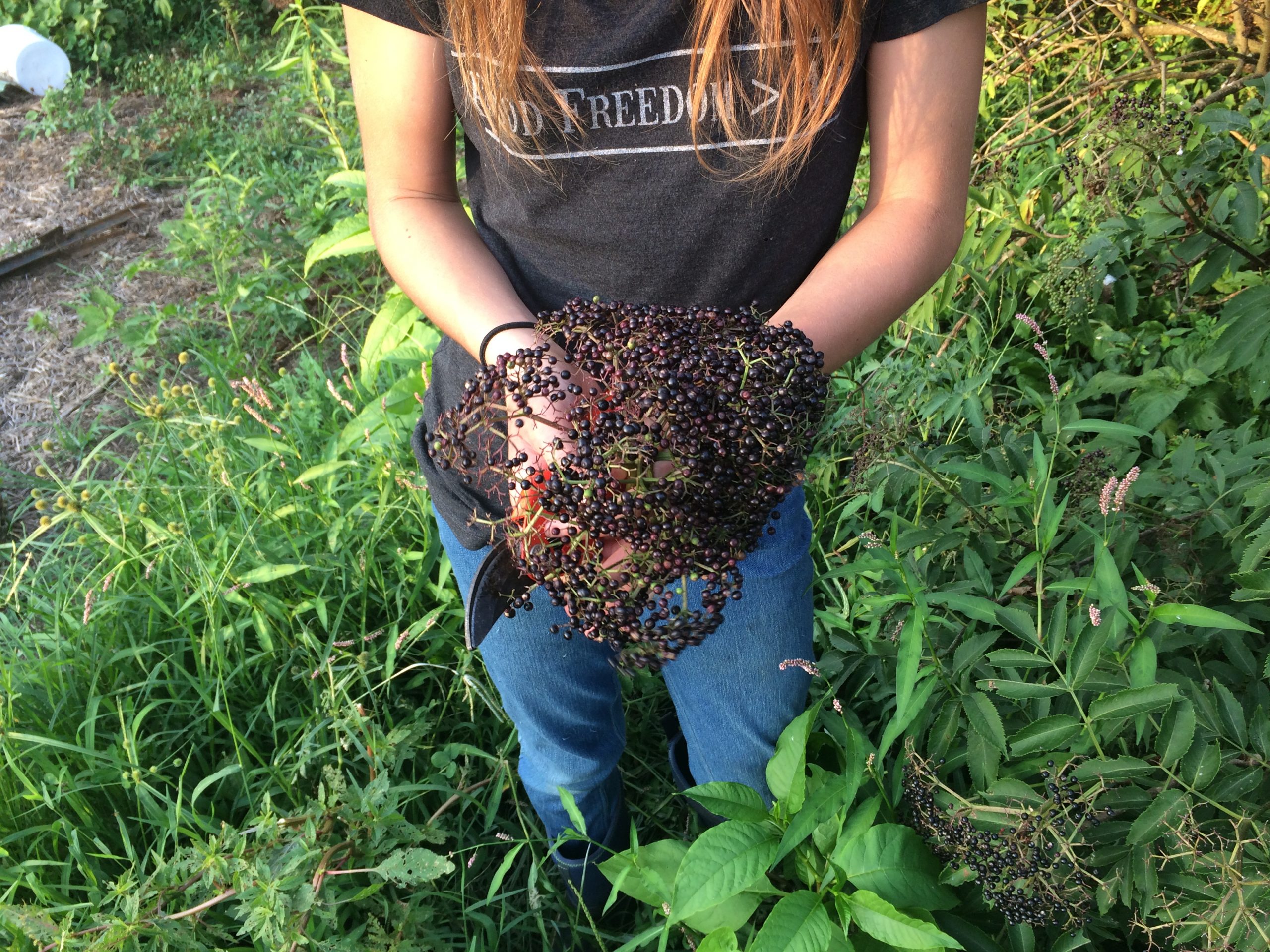Abby's Elderberry
